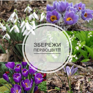 В УКРАЇНІ ПРОВОДИТЬСЯ АКЦІЯ "ПЕРВОЦВІТ"