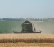 У Борівській громаді сільськогосподарські підприємства почали збирання ранніх зернових, зокрема озимої пшениці.🌾