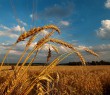 Операція «Урожай»