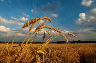 Операція «Урожай»