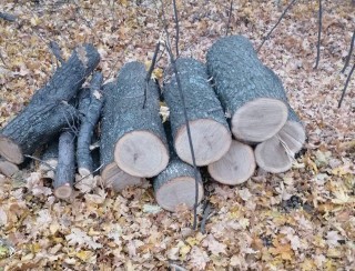 Спіймали на гарячому: СБУ та нацполіція затримали "чорних" лісорубів біля Гороховатки
