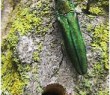 Увага! Небезпечний шкідник - ясенева смарагдова вузькотіла златка (Agrilus planipennis Fairmaire)