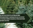 Про дотримання вимог природоохоронного законодавства під час заготівлі та реалізації хвойних насаджень в передноворічний період