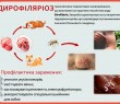 В Ізюмському районі зареєстровано захворювання дирофіляріоз