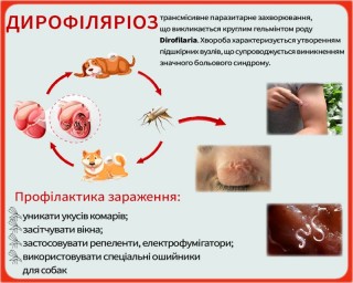 В Ізюмському районі зареєстровано захворювання дирофіляріоз